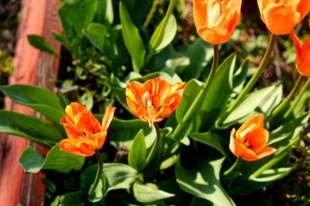 Flaming, virus infected Tulipa fosteriana 'Orange Breeze' 2021 01