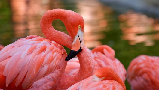 Flamingos At San Diego Zoo (177190873)