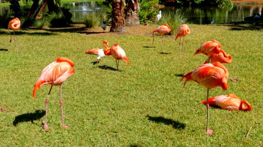 Flamingos - Sarasota Jungle Gardens - Sarasota, Florida - DSC02002