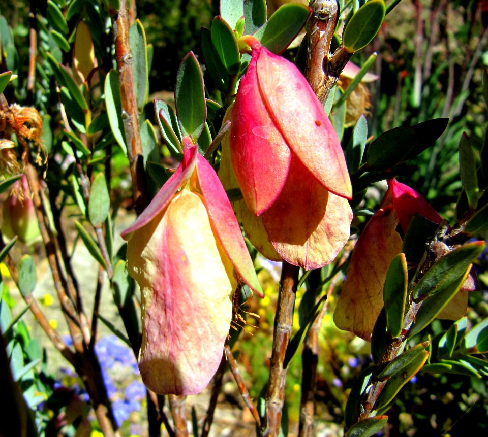 Fleur endémique