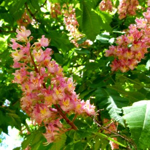 Fleur de marronnier Madrid 2