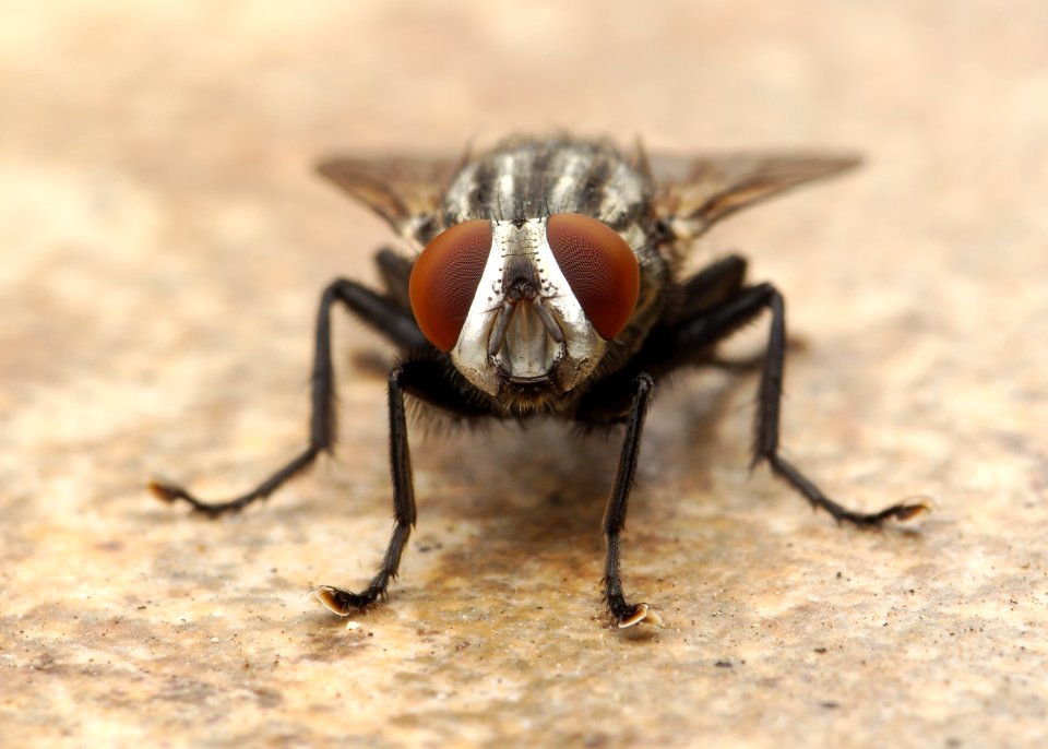 Flesh Fly Los Angeles 2015-08-06 4