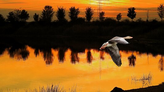Greylag goose evening sky nature