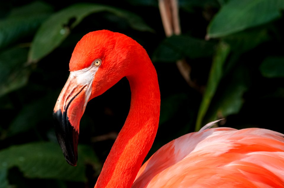 Flamenco in São Paulo Zoo 37