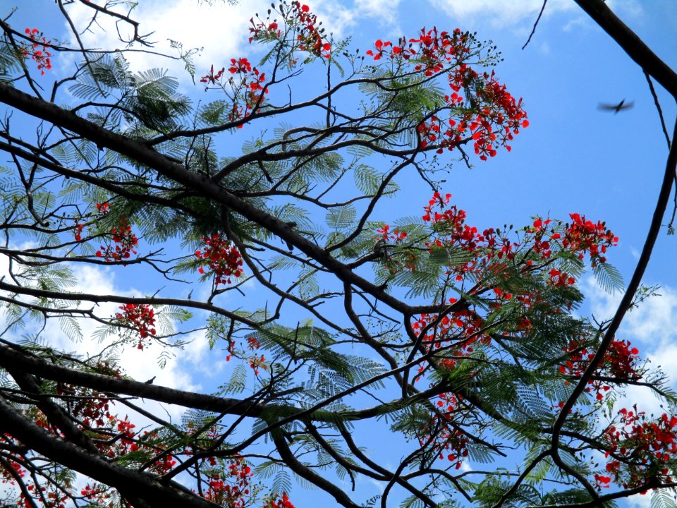 Flamboyant (Delonix regia) branches