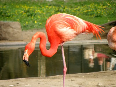 Flamingo (Germany) photo
