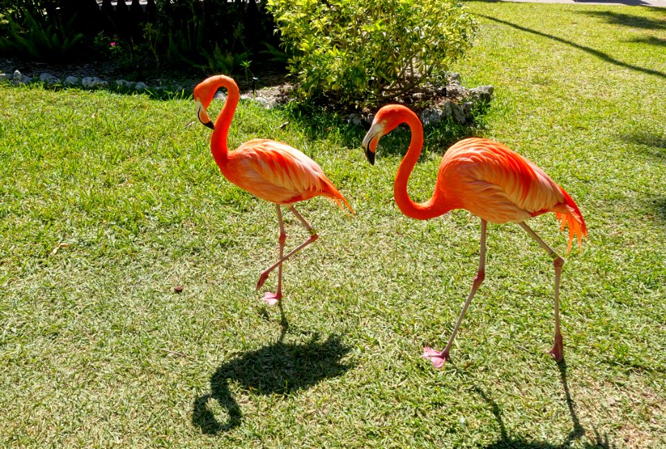 Flamingos - Sarasota Jungle Gardens - Sarasota, Florida - DSC01983