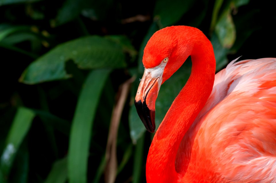 Flamenco in São Paulo Zoo