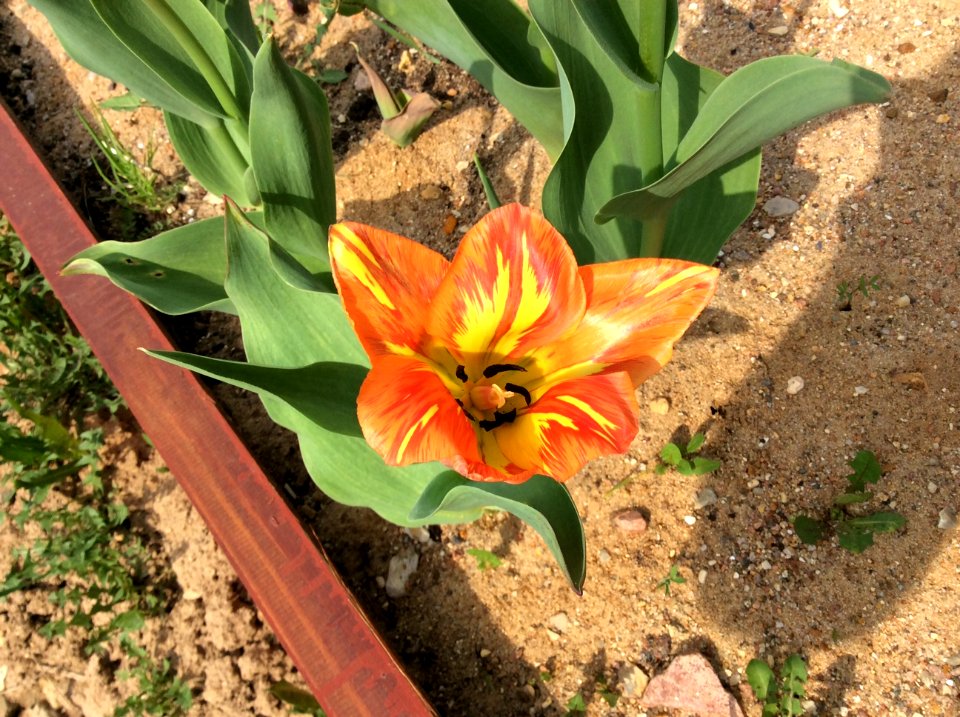 Flaming, virus infected Tulipa fosteriana 'Orange Breeze'