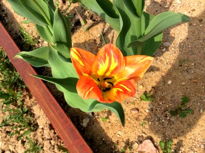 Flaming, virus infected Tulipa fosteriana 'Orange Breeze' photo