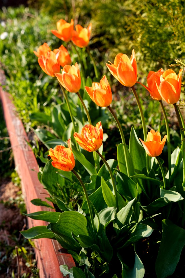 Flaming, virus infected Tulipa fosteriana 'Orange Breeze' 2021 02