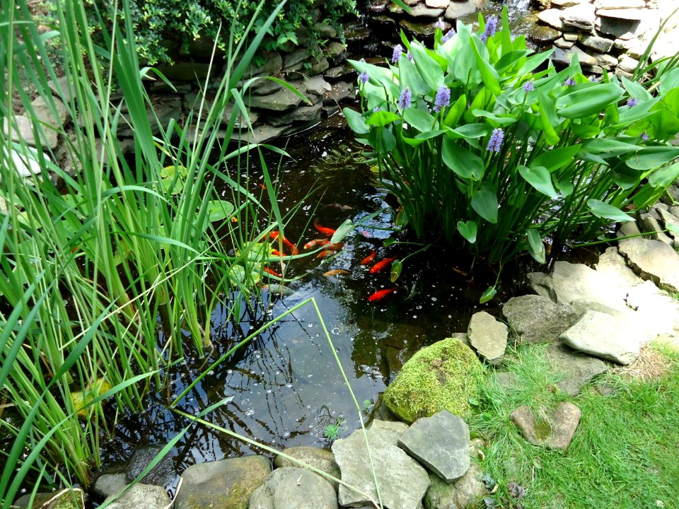 Fish in an outdoor pond in a garden