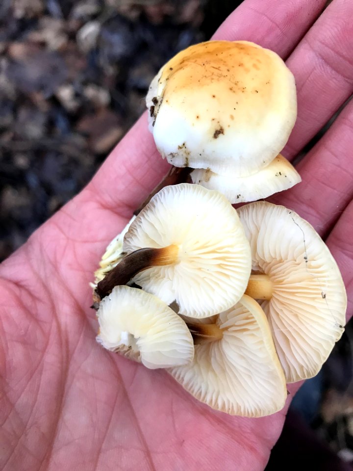 Flammulina velutipes 108291351