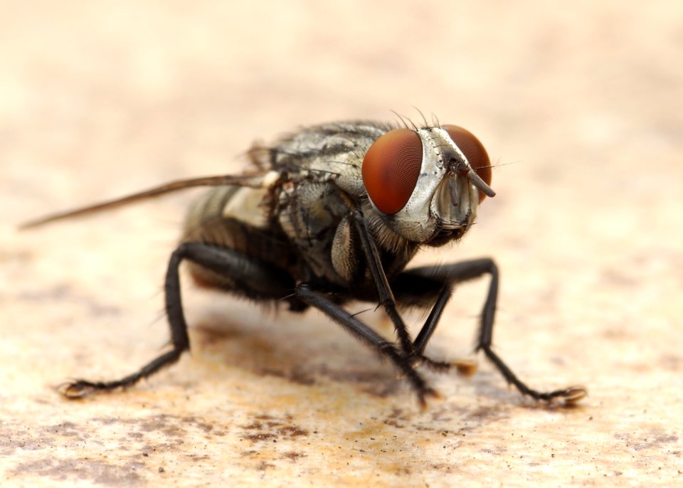 Flesh Fly Los Angeles 2015-08-06 2
