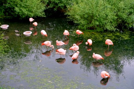 Flamingos - Harewood Bird Garden - Harewood Gardens and Grounds - West Yorkshire, England - DSC02151