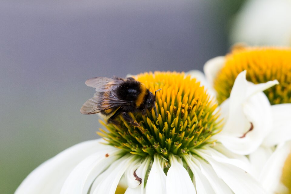 Macro bumblebee bees