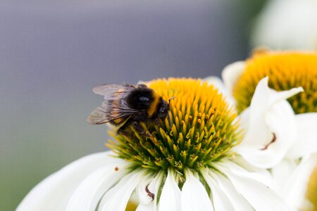 Macro bumblebee bees