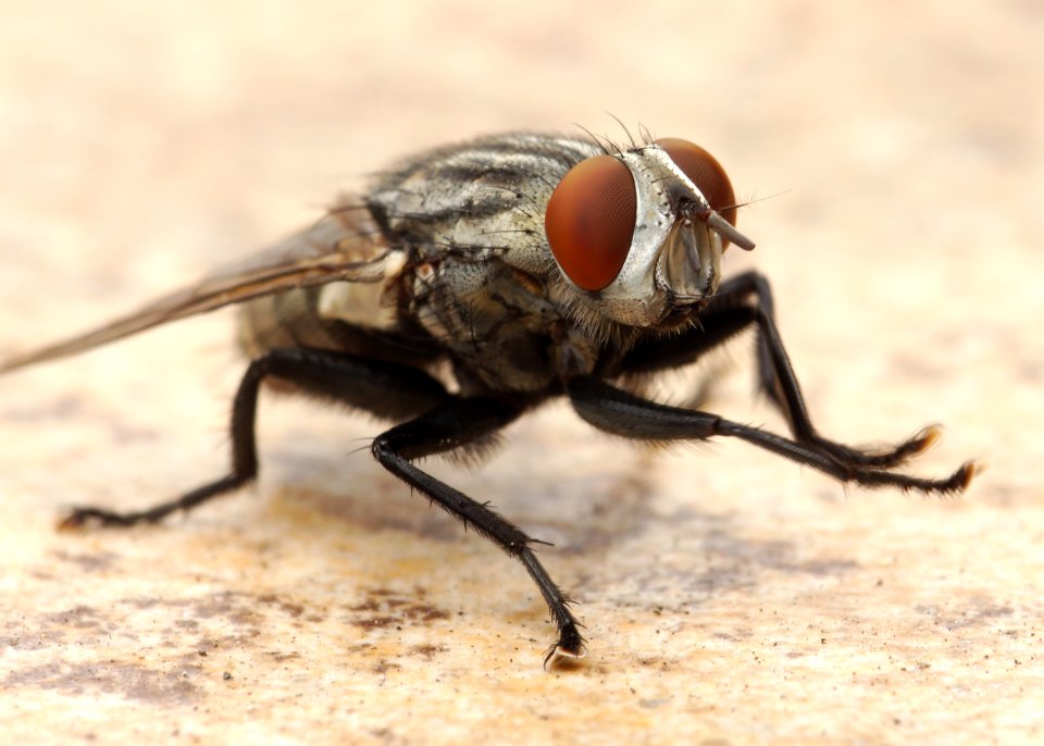 Flesh Fly Los Angeles 2015-08-06 1