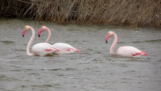 Flamencos punta entinas