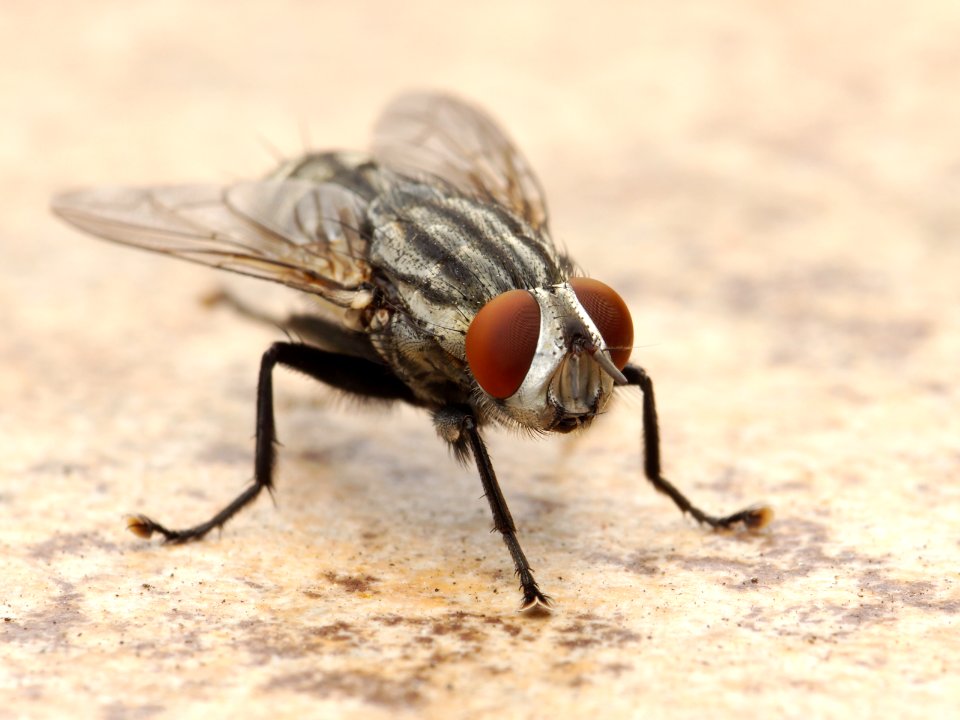 Flesh Fly Los Angeles 2015-08-06 3