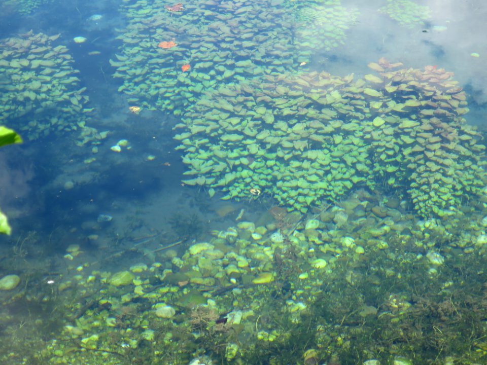 Fischweiher 2