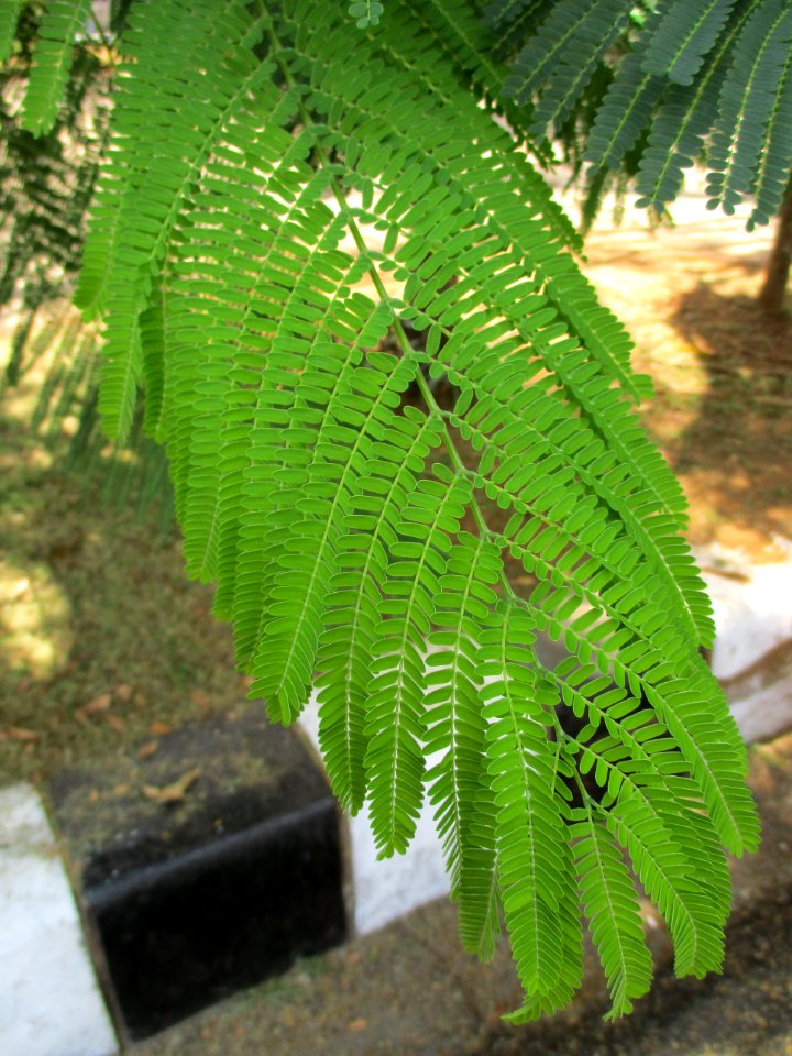 Flamboyant (Delonix regia) leaves 1