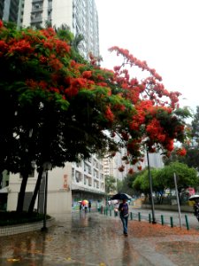 Flame In The Rain (155063883)
