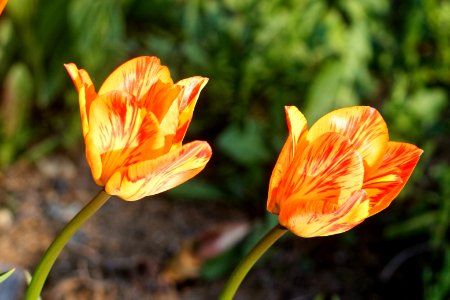 Flaming, virus infected Tulipa fosteriana 'Orange Breeze' 2021 05