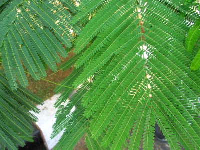 Flamboyant (Delonix regia) leaves 2