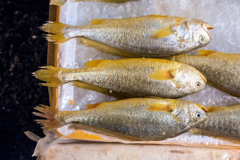 Fish in Hong Kong Market