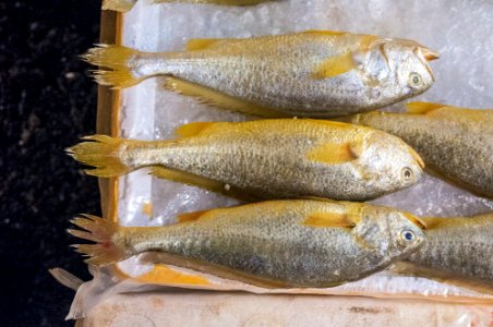 Fish in Hong Kong Market
