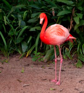 Flamenco in São Paulo Zoo 05