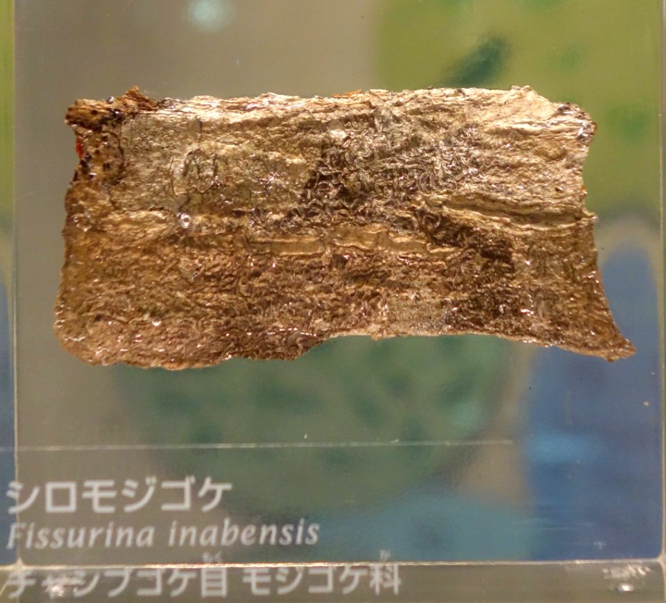 Fissurina inabensis - National Museum of Nature and Science, Tokyo - DSC07577