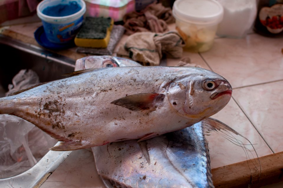 Fish food from Margarita Island