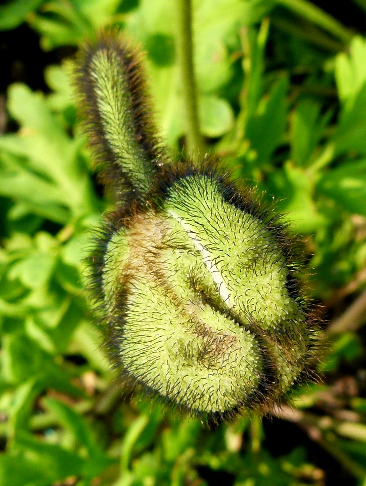 Fleur en bouton fermé