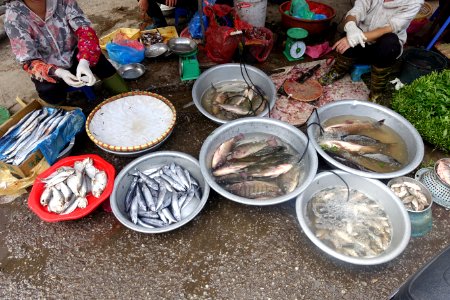 Fish in street market - Hanoi, Vietnam - DSC03463