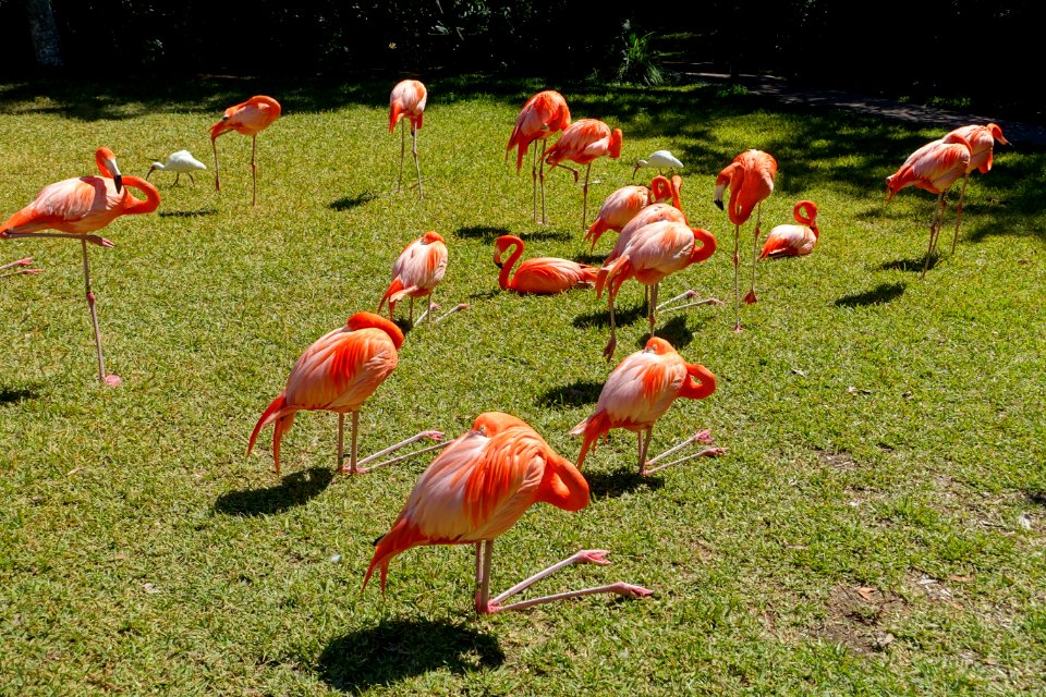 Flamingos - Sarasota Jungle Gardens - Sarasota, Florida - DSC01982