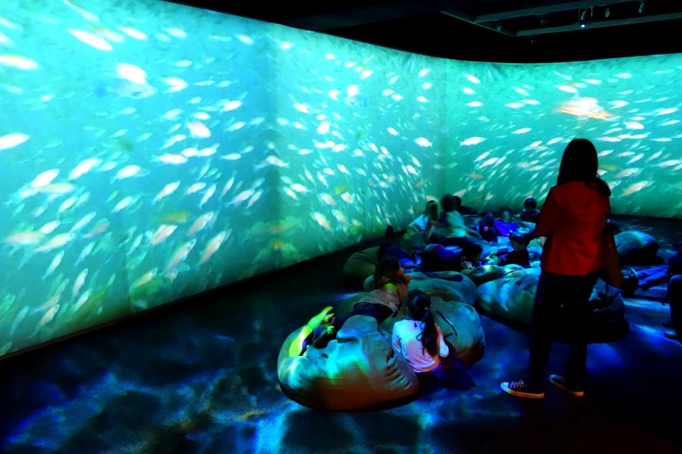Fish video - Oakland Museum of California - DSC05282