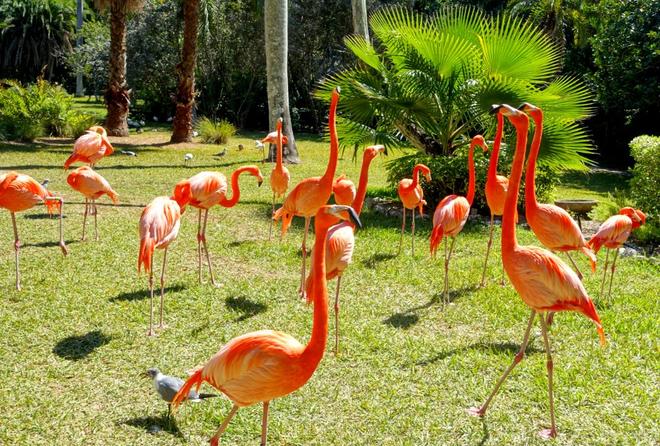 Flamingos - Sarasota Jungle Gardens - Sarasota, Florida - DSC01968