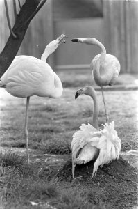 Flamingo in Artis is gaan broeden, dit is uniek in gevangensschap, Bestanddeelnr 920-3368