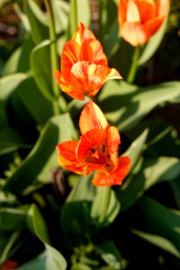 Flaming, virus infected Tulipa fosteriana 'Orange Breeze' 2021 03 photo