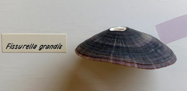 Fissurella nigra (Fissurella grandis) - Naturhistorisches Museum, Braunschweig, Germany - DSC05047