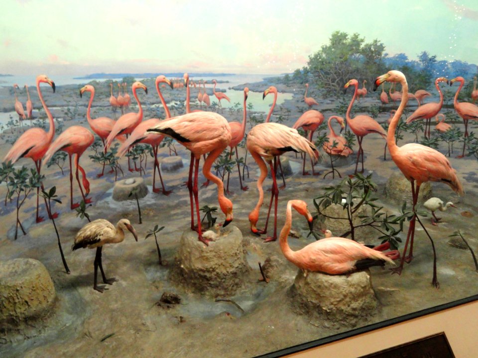 Flamingo diorama - Springfield Science Museum - Springfield, MA - DSC03432