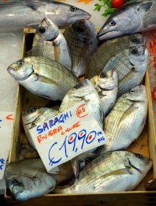 Fish - Mercato Orientale - Genoa, Italy - DSC02486