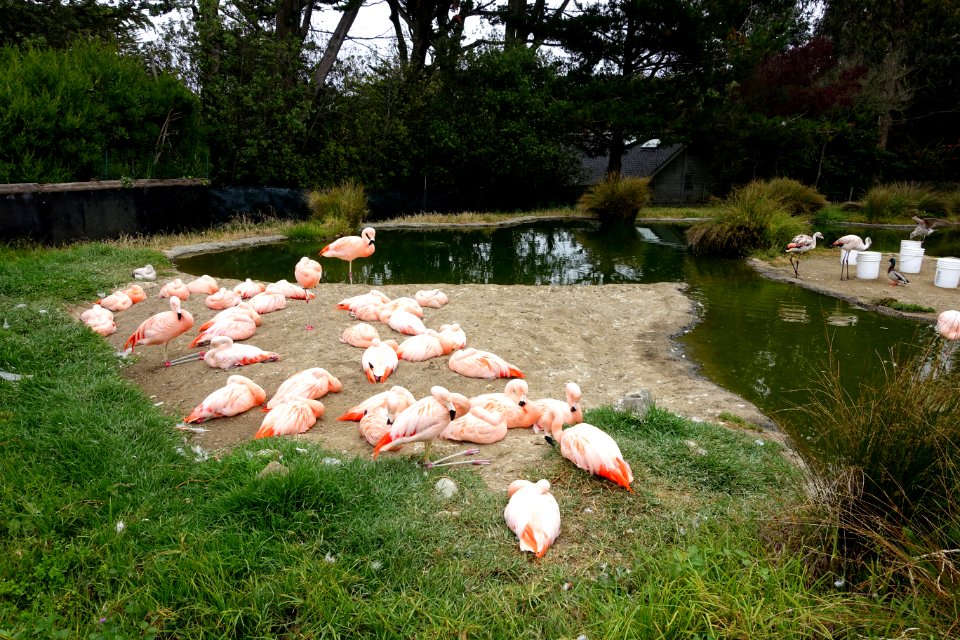Flamingos - San Francisco Zoo - San Francisco, CA - DSC03515