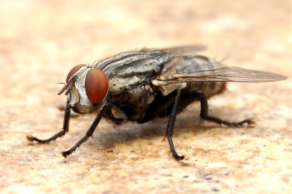 Flesh Fly Los Angeles 2015-08-06 5