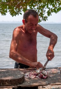 Fisherman gutting the fish photo