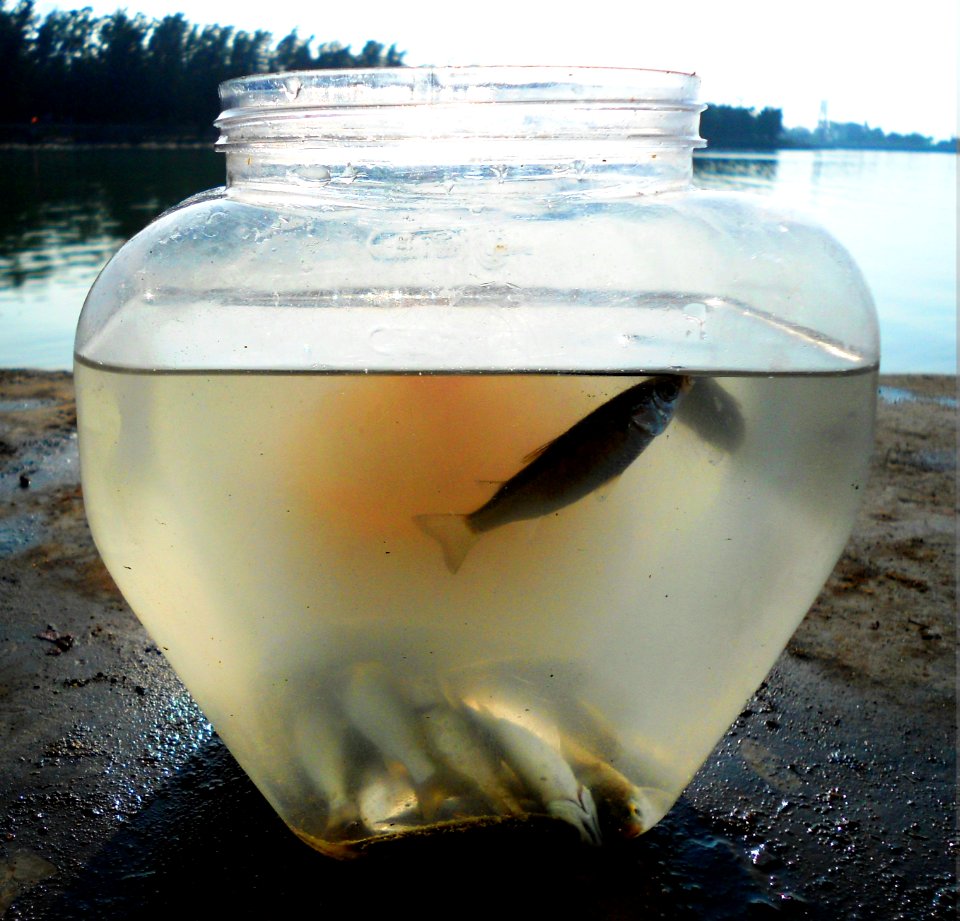 Fish traps in Haikou -.caught fish