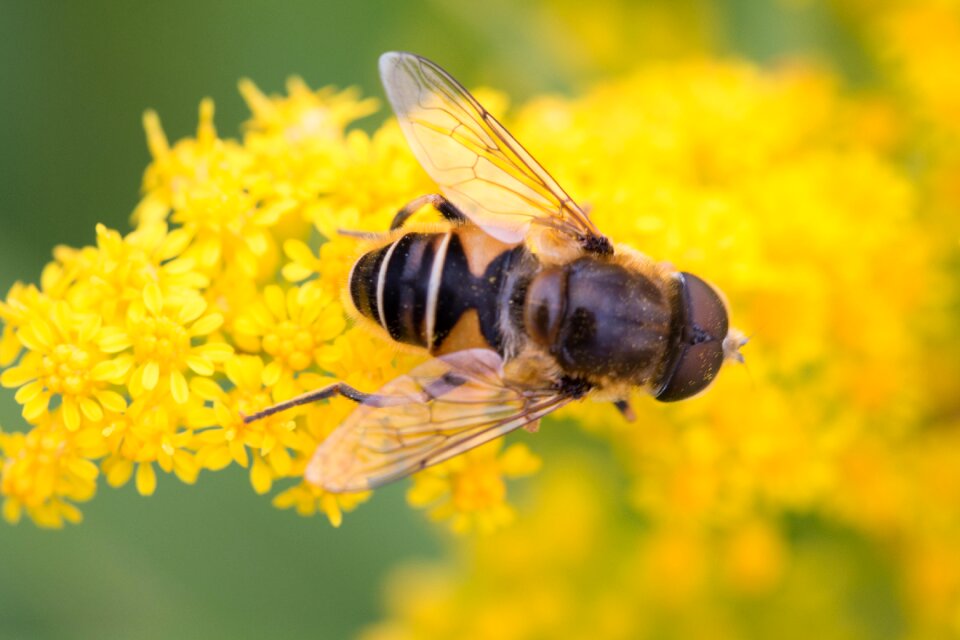 Yellow flower insects macro