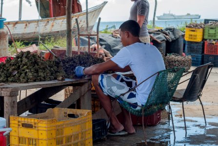 Fisherman boy peeling oyster